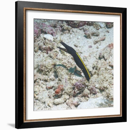 Blue Ribbon Eel (Rhinomuraena Quaesita) Juvenile, Southern Thailand, Andaman Sea, Indian Ocean-Andrew Stewart-Framed Photographic Print