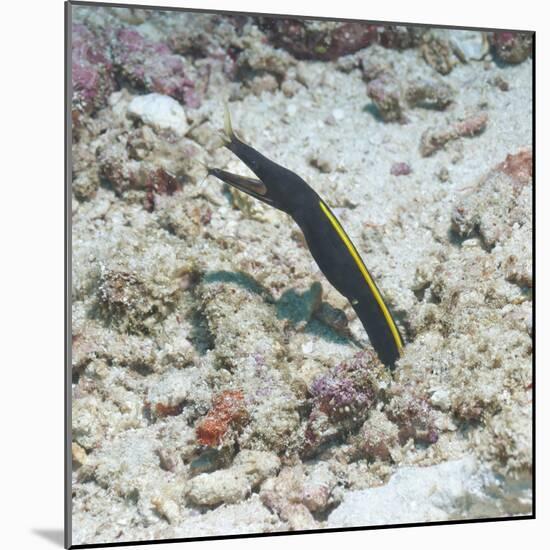 Blue Ribbon Eel (Rhinomuraena Quaesita) Juvenile, Southern Thailand, Andaman Sea, Indian Ocean-Andrew Stewart-Mounted Photographic Print