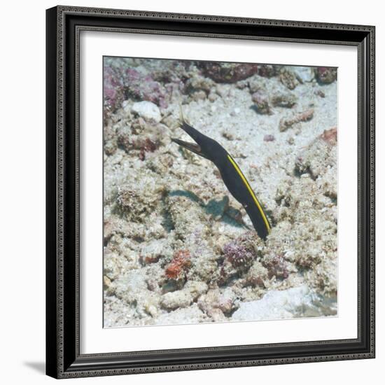 Blue Ribbon Eel (Rhinomuraena Quaesita) Juvenile, Southern Thailand, Andaman Sea, Indian Ocean-Andrew Stewart-Framed Photographic Print