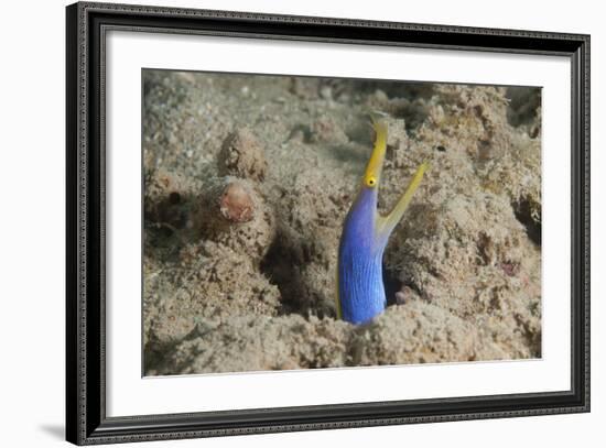 Blue Ribbon Eel with Mouth Wide Open on a Fijian Reef-Stocktrek Images-Framed Photographic Print