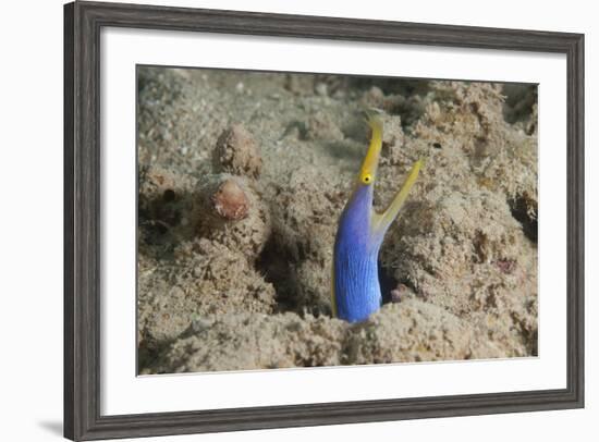 Blue Ribbon Eel with Mouth Wide Open on a Fijian Reef-Stocktrek Images-Framed Photographic Print