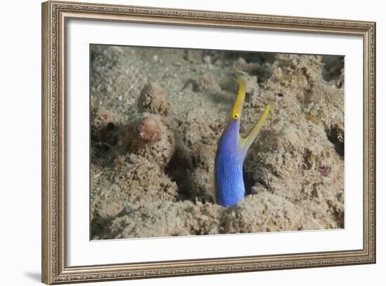 Blue Ribbon Eel with Mouth Wide Open on a Fijian Reef-Stocktrek Images-Framed Photographic Print