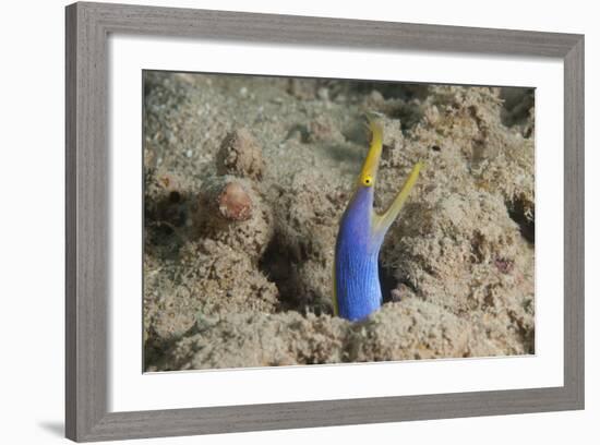 Blue Ribbon Eel with Mouth Wide Open on a Fijian Reef-Stocktrek Images-Framed Photographic Print