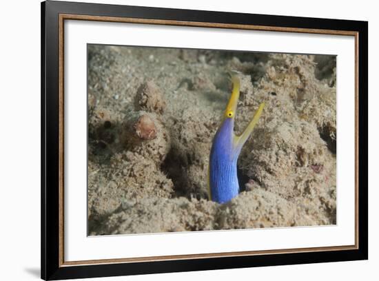 Blue Ribbon Eel with Mouth Wide Open on a Fijian Reef-Stocktrek Images-Framed Photographic Print