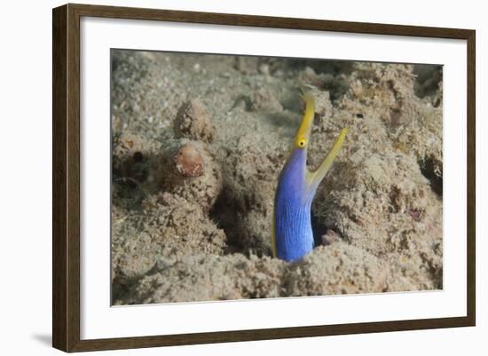 Blue Ribbon Eel with Mouth Wide Open on a Fijian Reef-Stocktrek Images-Framed Photographic Print