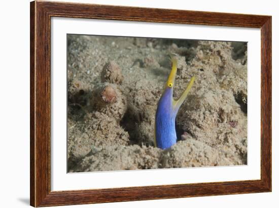 Blue Ribbon Eel with Mouth Wide Open on a Fijian Reef-Stocktrek Images-Framed Photographic Print