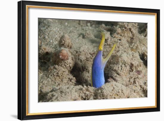 Blue Ribbon Eel with Mouth Wide Open on a Fijian Reef-Stocktrek Images-Framed Photographic Print