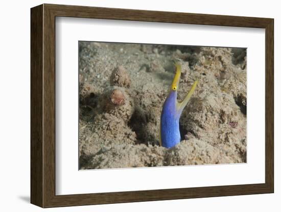 Blue Ribbon Eel with Mouth Wide Open on a Fijian Reef-Stocktrek Images-Framed Photographic Print