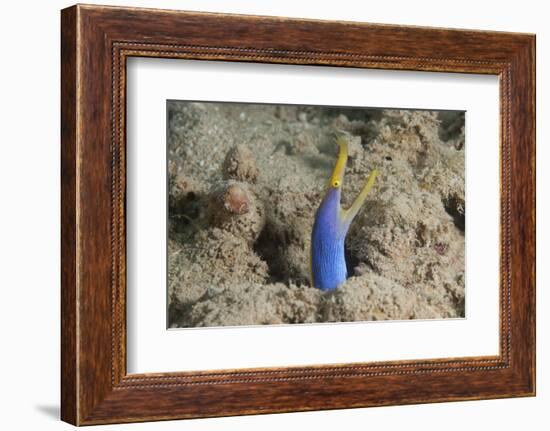 Blue Ribbon Eel with Mouth Wide Open on a Fijian Reef-Stocktrek Images-Framed Photographic Print