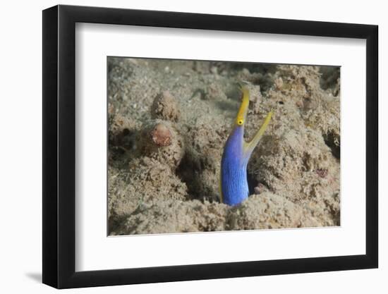 Blue Ribbon Eel with Mouth Wide Open on a Fijian Reef-Stocktrek Images-Framed Photographic Print