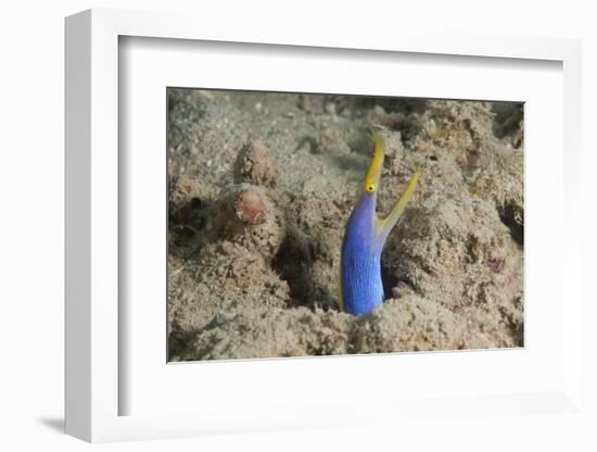 Blue Ribbon Eel with Mouth Wide Open on a Fijian Reef-Stocktrek Images-Framed Photographic Print