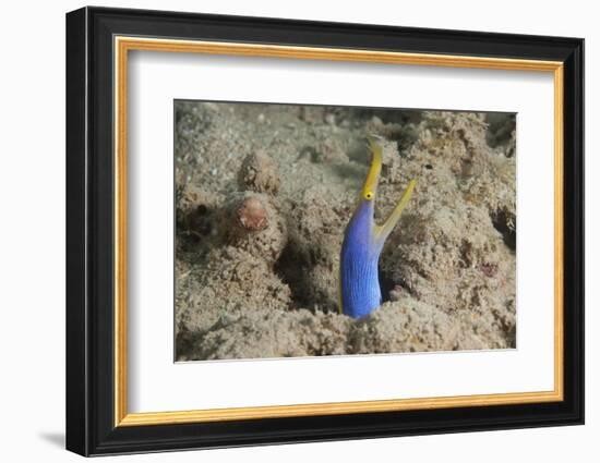 Blue Ribbon Eel with Mouth Wide Open on a Fijian Reef-Stocktrek Images-Framed Photographic Print