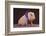 Blue Ribbon Pig-DLILLC-Framed Photographic Print