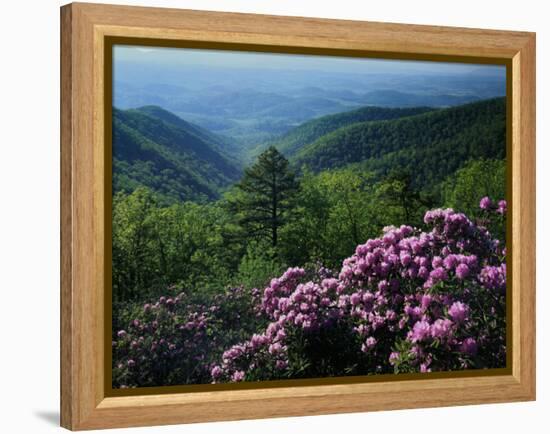 Blue Ridge Mountains Catawba Rhododendron, Blue Ridge Parkway, Virginia, USA-Charles Gurche-Framed Premier Image Canvas