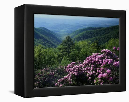 Blue Ridge Mountains Catawba Rhododendron, Blue Ridge Parkway, Virginia, USA-Charles Gurche-Framed Premier Image Canvas