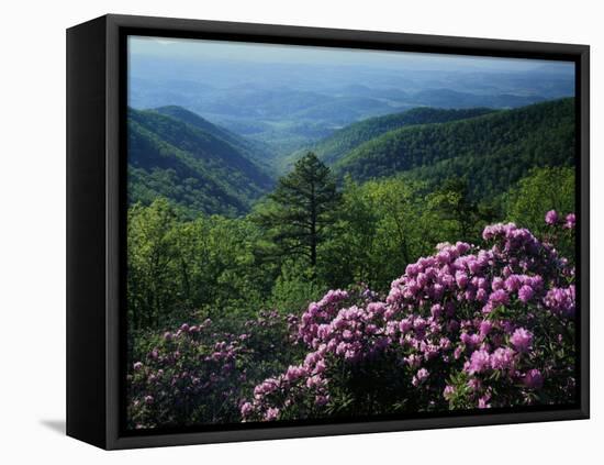 Blue Ridge Mountains Catawba Rhododendron, Blue Ridge Parkway, Virginia, USA-Charles Gurche-Framed Premier Image Canvas