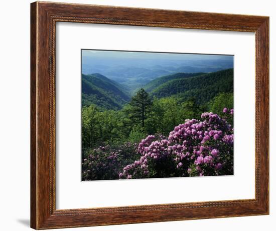 Blue Ridge Mountains Catawba Rhododendron, Blue Ridge Parkway, Virginia, USA-Charles Gurche-Framed Photographic Print