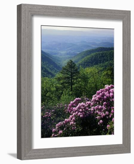 Blue Ridge Mountains Catawba Rhododendron, Blue Ridge Parkway, Virginia, USA-Charles Gurche-Framed Photographic Print