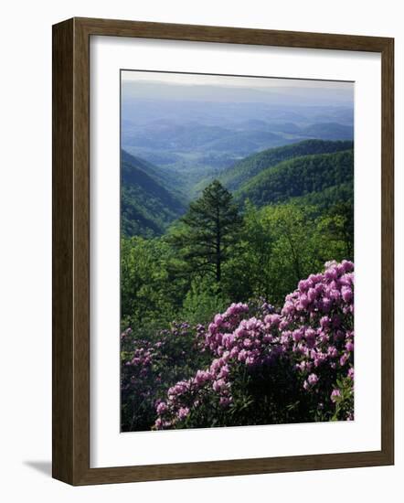 Blue Ridge Mountains Catawba Rhododendron, Blue Ridge Parkway, Virginia, USA-Charles Gurche-Framed Photographic Print