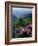 Blue Ridge Mountains Catawba Rhododendron, Blue Ridge Parkway, Virginia, USA-Charles Gurche-Framed Photographic Print