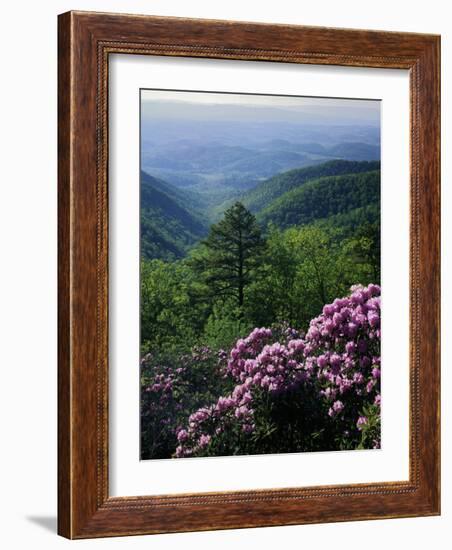 Blue Ridge Mountains Catawba Rhododendron, Blue Ridge Parkway, Virginia, USA-Charles Gurche-Framed Photographic Print