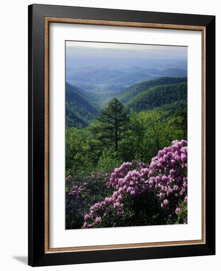 Blue Ridge Mountains Catawba Rhododendron, Blue Ridge Parkway, Virginia, USA-Charles Gurche-Framed Photographic Print