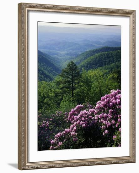 Blue Ridge Mountains Catawba Rhododendron, Blue Ridge Parkway, Virginia, USA-Charles Gurche-Framed Photographic Print