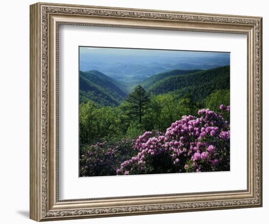 Blue Ridge Mountains Catawba Rhododendron, Blue Ridge Parkway, Virginia, USA-Charles Gurche-Framed Photographic Print