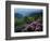 Blue Ridge Mountains Catawba Rhododendron, Blue Ridge Parkway, Virginia, USA-Charles Gurche-Framed Photographic Print