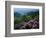 Blue Ridge Mountains Catawba Rhododendron, Blue Ridge Parkway, Virginia, USA-Charles Gurche-Framed Photographic Print