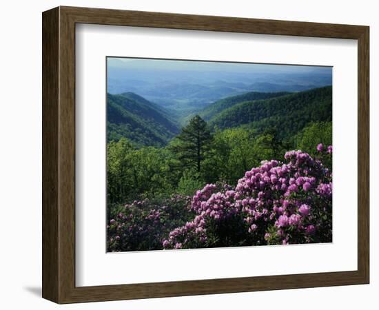 Blue Ridge Mountains Catawba Rhododendron, Blue Ridge Parkway, Virginia, USA-Charles Gurche-Framed Photographic Print