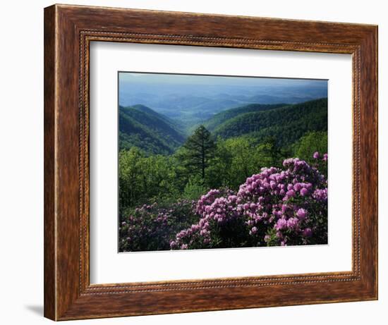 Blue Ridge Mountains Catawba Rhododendron, Blue Ridge Parkway, Virginia, USA-Charles Gurche-Framed Photographic Print