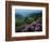 Blue Ridge Mountains Catawba Rhododendron, Blue Ridge Parkway, Virginia, USA-Charles Gurche-Framed Photographic Print