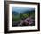 Blue Ridge Mountains Catawba Rhododendron, Blue Ridge Parkway, Virginia, USA-Charles Gurche-Framed Photographic Print