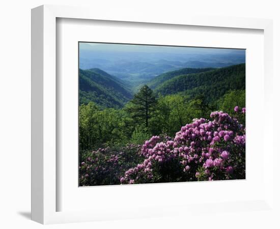 Blue Ridge Mountains Catawba Rhododendron, Blue Ridge Parkway, Virginia, USA-Charles Gurche-Framed Photographic Print