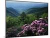 Blue Ridge Mountains Catawba Rhododendron, Blue Ridge Parkway, Virginia, USA-Charles Gurche-Mounted Photographic Print