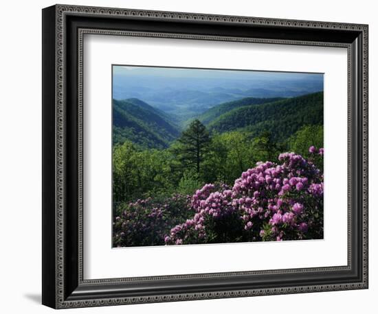 Blue Ridge Mountains Catawba Rhododendron, Blue Ridge Parkway, Virginia, USA-Charles Gurche-Framed Photographic Print