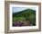 Blue Ridge Mountains Catawba Rhododendron, Blue Ridge Parkway, Virginia, USA-Charles Gurche-Framed Photographic Print