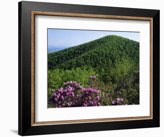 Blue Ridge Mountains Catawba Rhododendron, Blue Ridge Parkway, Virginia, USA-Charles Gurche-Framed Photographic Print