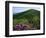 Blue Ridge Mountains Catawba Rhododendron, Blue Ridge Parkway, Virginia, USA-Charles Gurche-Framed Photographic Print