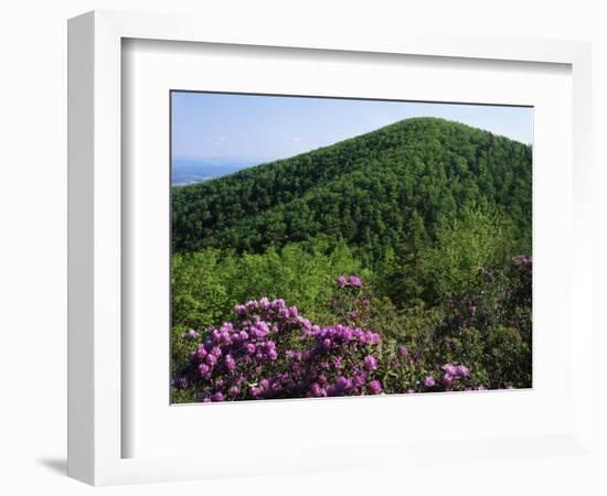 Blue Ridge Mountains Catawba Rhododendron, Blue Ridge Parkway, Virginia, USA-Charles Gurche-Framed Photographic Print