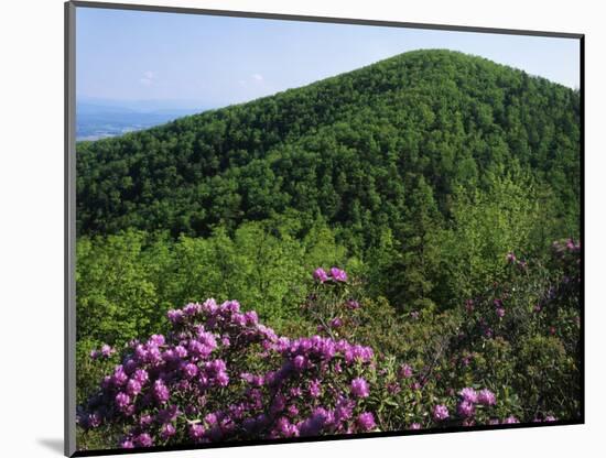 Blue Ridge Mountains Catawba Rhododendron, Blue Ridge Parkway, Virginia, USA-Charles Gurche-Mounted Photographic Print