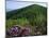 Blue Ridge Mountains Catawba Rhododendron, Blue Ridge Parkway, Virginia, USA-Charles Gurche-Mounted Photographic Print