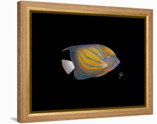 Blue Ring Angelfish-Durwood Coffey-Framed Premier Image Canvas