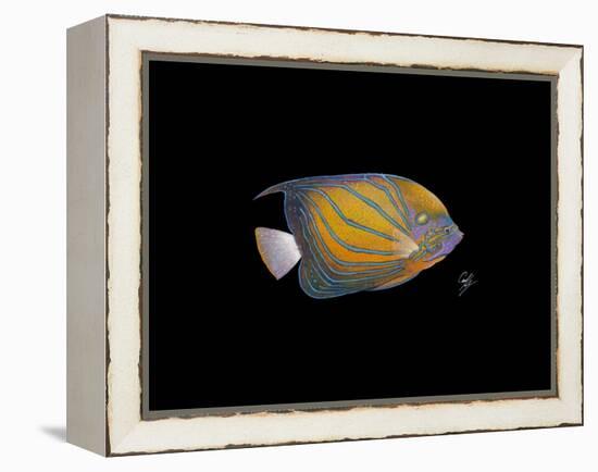 Blue Ring Angelfish-Durwood Coffey-Framed Premier Image Canvas