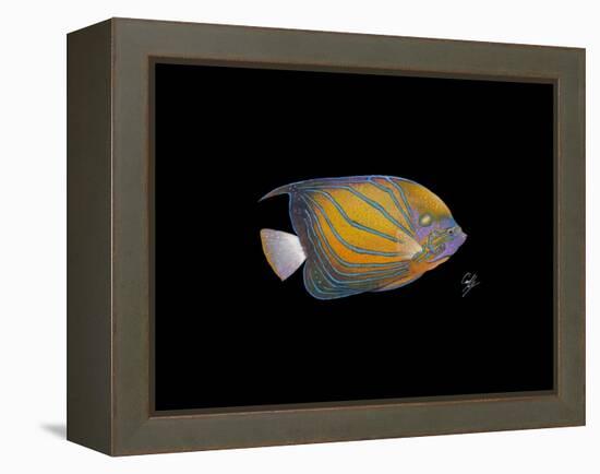 Blue Ring Angelfish-Durwood Coffey-Framed Premier Image Canvas