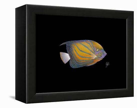 Blue Ring Angelfish-Durwood Coffey-Framed Premier Image Canvas