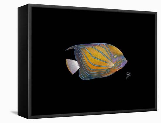 Blue Ring Angelfish-Durwood Coffey-Framed Premier Image Canvas
