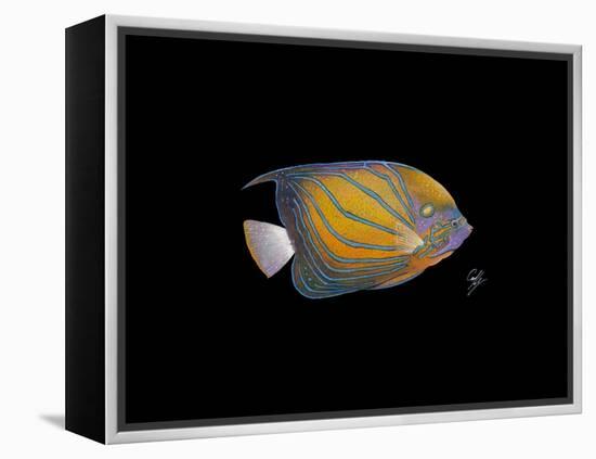 Blue Ring Angelfish-Durwood Coffey-Framed Premier Image Canvas