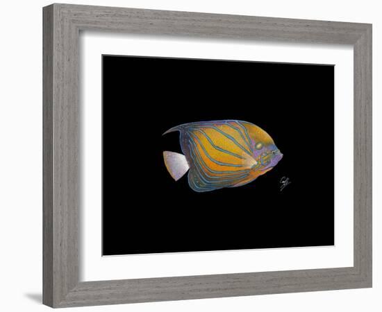 Blue Ring Angelfish-Durwood Coffey-Framed Giclee Print